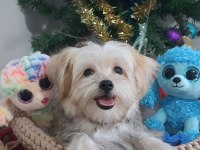 Sevimli Morkie Yavrular