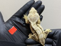 CRESTED GECKOLAR