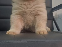 Chow chow 45 günlük dişi köpeğimiz