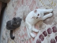 SCOTTISH FOLD BİR DİŞİ BİR ERKEK 6 AYLIK