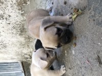 French bulldog 22 haziran doğumlu