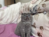 2 Aylık dişi scottish fold kedisi