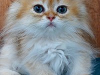 British Longhair Golden Ny11-12 Serileri A+