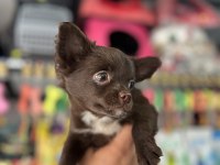 Kalite isteyene çikolata longhair chihuahua bebekler