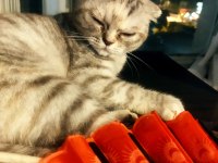 Bir yaşında eğitimli scottish fold