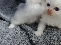 İran kedisi sahibimi arıyorum