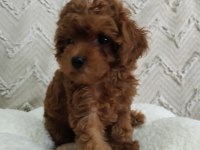 Biblo gibi poodle kızımız yeni yuvasını arıyor