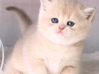 Muhteşem güzellikte golden shorthair yavrular