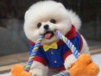 Özel Kalite Pomeranian Yavrumuz