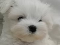 Muhteşem maltese