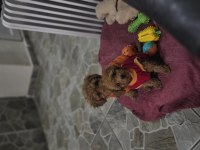 Toy poodle dişi erkek yavrumuz