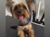 Yorkshire terrier erkek safkan