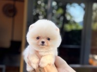 Sağlık Ve Irk Garantili Pomeranian