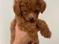 A kalite toy poodle yavrularımız yeni yuvasını arıyor