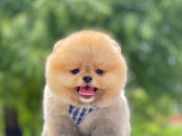 Sevimli Pomeranian Boo Yavrularımız