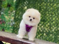 Pomeranian Teddy Face Yavrularımız