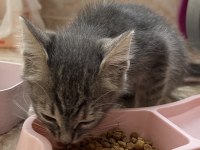 2 aylık kimsesiz tekir kediye acil yuva arıyoruz