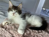 SAFKAN YURT DIŞI MAINE COON YAVRULARI