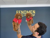 Wc Egitimli Toy Poodle Yavrular Mağazamızda Görün
