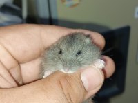 ÇOK GÜZEL BİR BEYAZ KIZ VE KARA ÇOCUK HAMSTER