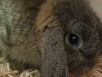 Aguti mini lop dişi gebe tavşanımız