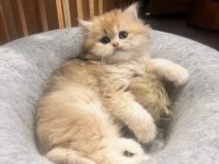 Saf Kan Golden British Longhair Yavrular (Wcf Kayıtlı)