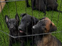 Dark Malinois Köpeğimiz