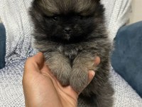 Pomeranian bebekler orginal çanta boy