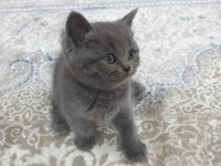 BRİTİSH SHORTHAİR KEDİLERİMİZ