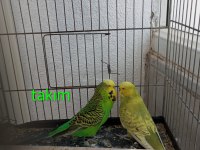 Takım yavru dişi erkek muhabbet kuşu