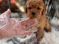 Toy poodle Puppy sağlık ırk garantili