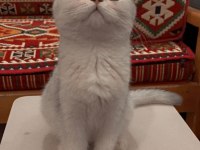 BRİTİSH SHORTHAİR DİŞİ 3.5 AYLIK