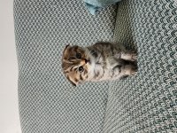 Safkan British Longhair Yavrular
