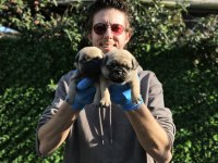 GÜL KUYRUK PUG MOBS YAVRULARIMIZ