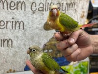 Her Renk Bebek Konur Papağanları