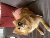 Dokuz Aylık Dişi Pomeranian