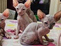 Canadian Sphynx yavrular