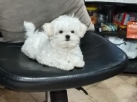 KORE KANİ MALTESE YAVRULARİ Wc EĞİTİMLİ