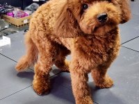 Toy Poodle 8 Aylık Dişi