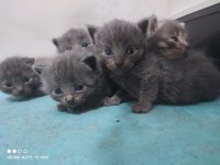 3 british ve 2 scottish fold
