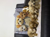 Irk Garantili Maltipoo Yavrular