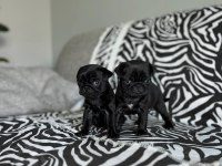 A+ HAMBURGER SURAT PUG MOPS