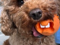Yeni doğan toy poodle bebek surat yavrular