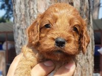 Maltipoo yavruları