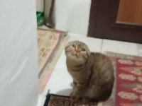 Scottish fold kedimizi sahiplendirme