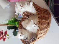 British longhair silver