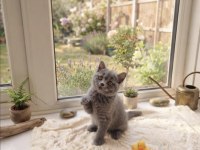 2 Aylık Erkek British Shorthair