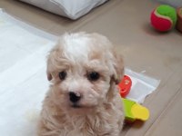 2,5 AYLIK MALTİPOO YAVRU