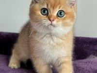 İnci Tanemiz Golden British Shorthair