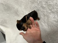 Mikro Teacup Yorkie